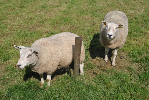 Sheeps in een weide in Nederland — Stockfoto