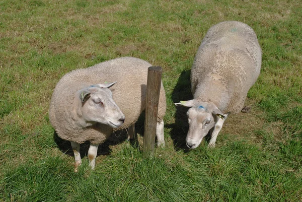 Sheeps in een weide in Nederland — Stockfoto