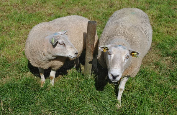 Овцы на лугу в Нидерландах — стоковое фото