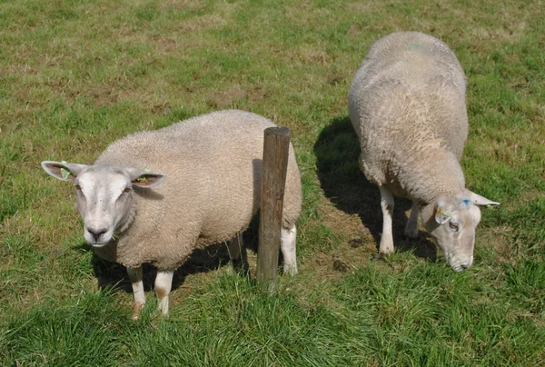 Koyunları Hollanda'da bir çayırda
