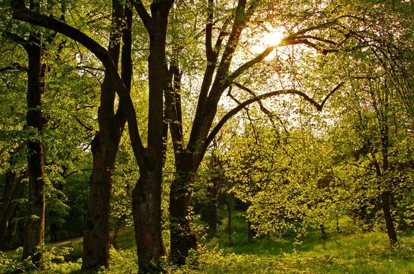 Rayos de sol en el bosque — Foto de Stock