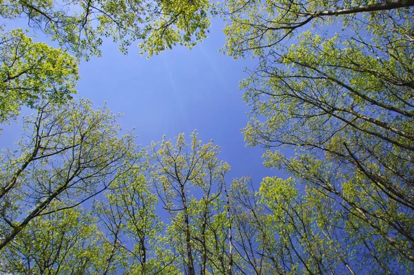 Tree Branches against Blue Sky — Stock Photo, Image