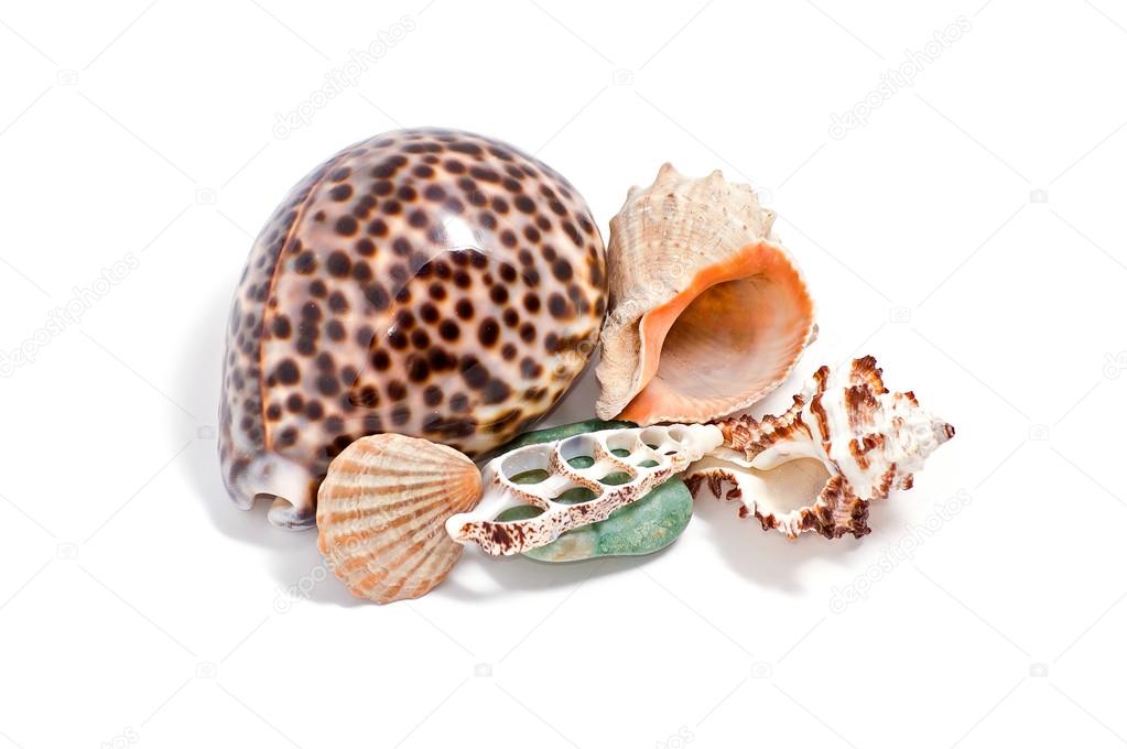 Seashells on White Background