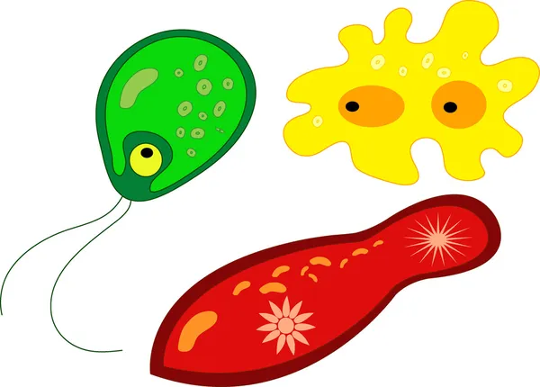 一组三个protoorganisms — 图库矢量图片