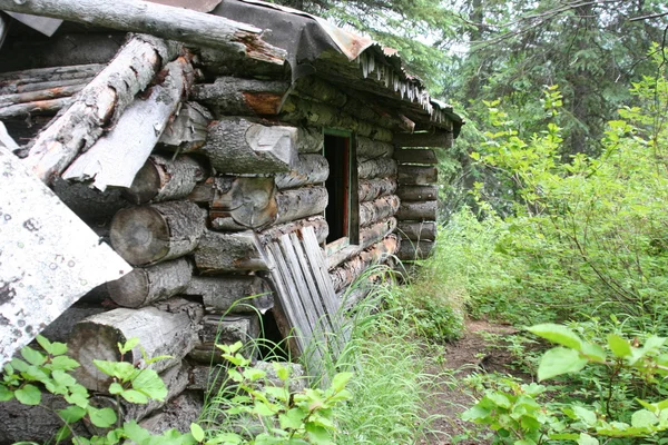 Старый деревянный дом в лесу — стоковое фото