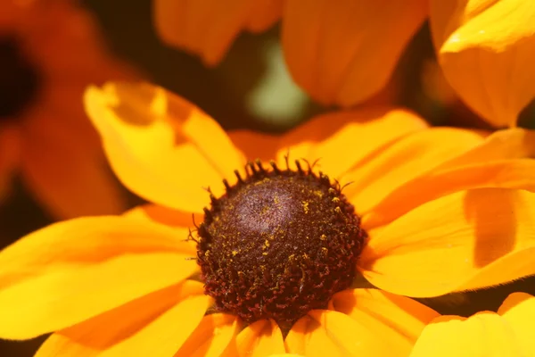 Blommor — Stockfoto