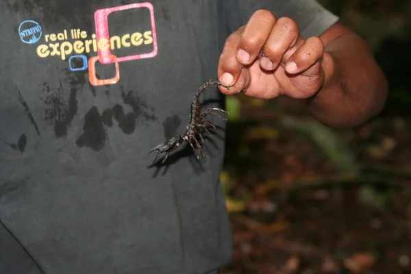 Indonesian spider — Stock Photo, Image