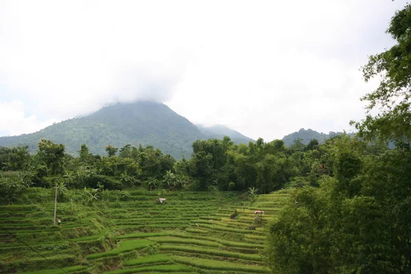 Indonesische platteland — Stockfoto