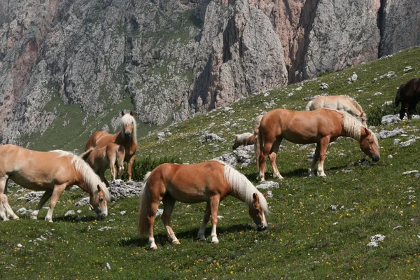 이탈리아 dolomites — 스톡 사진