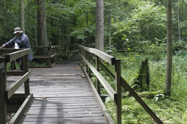 Polonya bialowieza Parkı