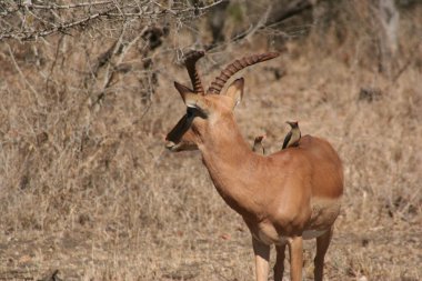 Güney Afrika yaban hayatı geyik
