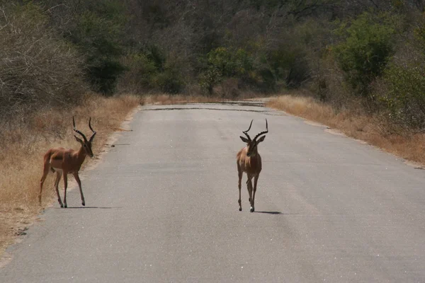 South African wildlife — Stock Photo, Image