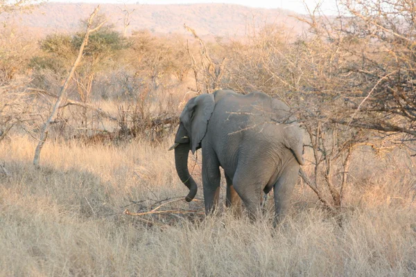 Éléphants d'Afrique du Sud — Photo