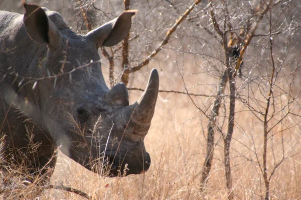 South African rhino — Stock Photo, Image