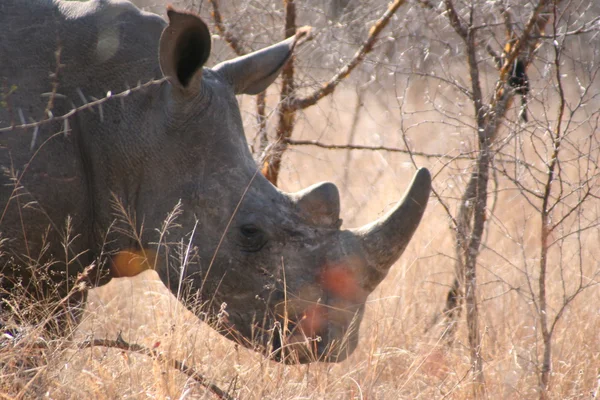 南非犀牛 — 图库照片