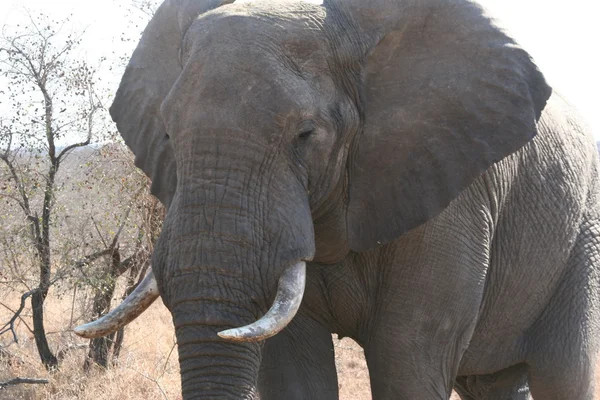 South African elephants — Stock Photo, Image