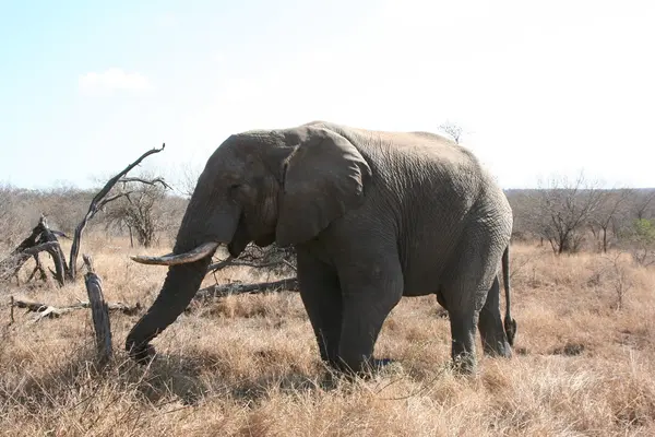 South African elephants — Stock Photo, Image