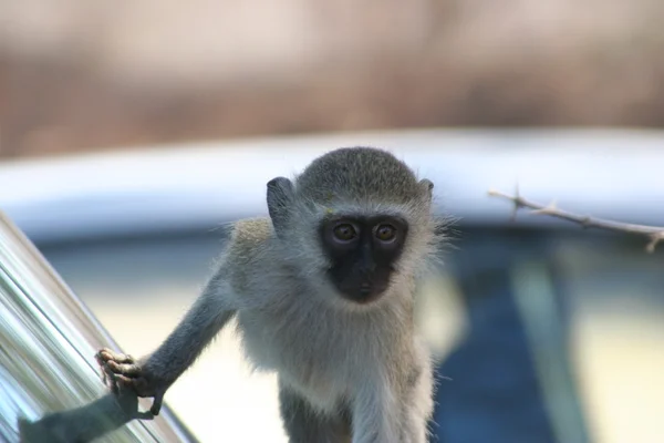 Приматы ЮАР — стоковое фото