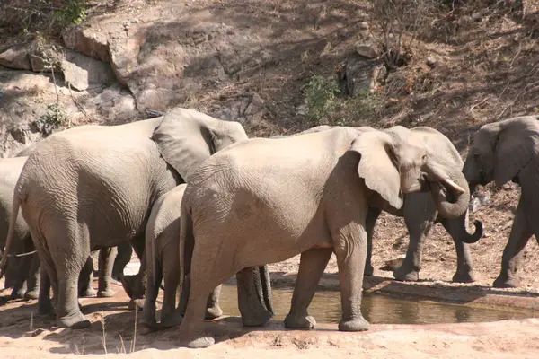 Слоны ЮАР — стоковое фото