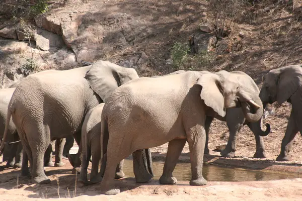 South African elephants — Stock Photo, Image