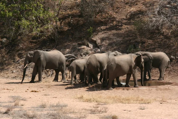 Elefantes sul-africanos — Fotografia de Stock