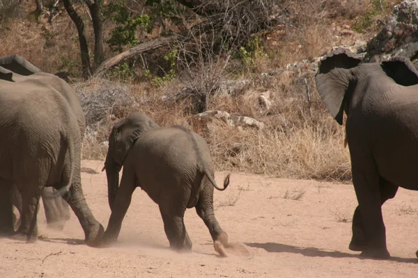 South African elephants — Stock Photo, Image