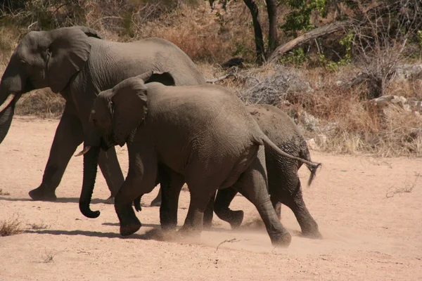 Elefantes sul-africanos — Fotografia de Stock