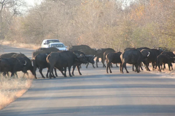 South African buffalo — Zdjęcie stockowe