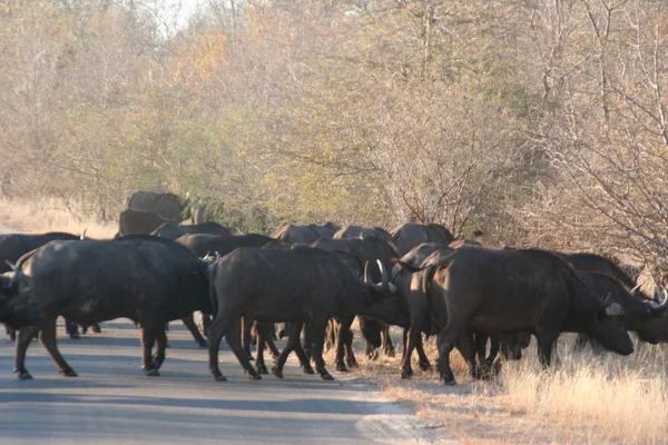 South African buffalo — Zdjęcie stockowe