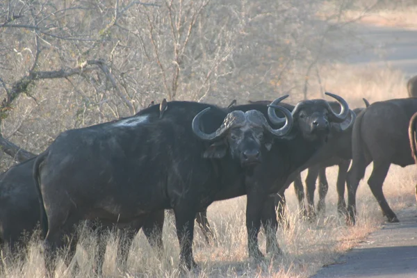 South African buffalo — Stock Photo, Image