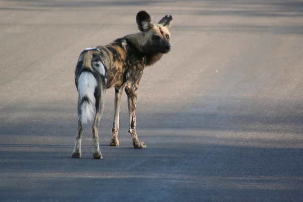 Zuid-Afrikaanse wilde hond — Stockfoto