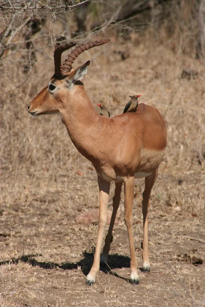 南アフリカ共和国の野生の鹿 — ストック写真