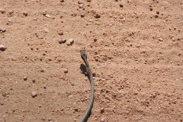 Serpiente sudafricana — Foto de Stock
