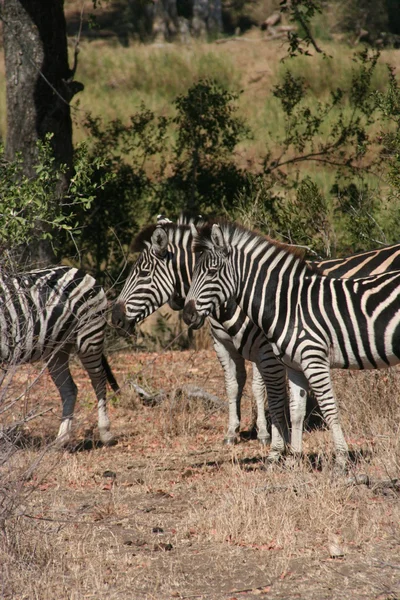 África do Sul — Fotografia de Stock