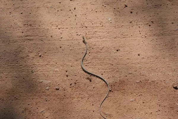 Wąż Republiki Południowej Afryki — Zdjęcie stockowe