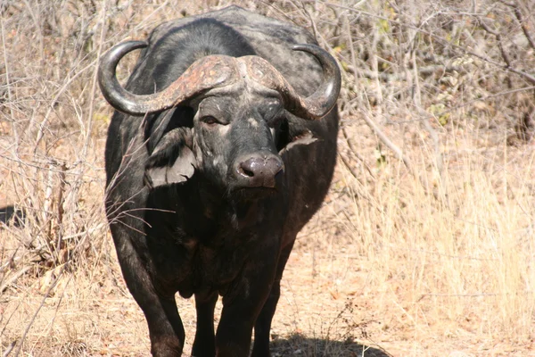 South African buffalo — Zdjęcie stockowe