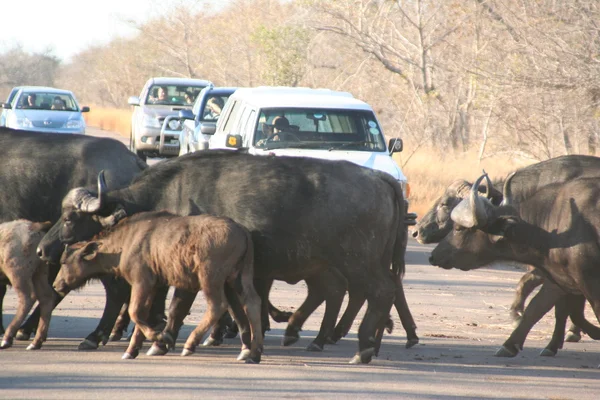 South Africa — Stock Photo, Image