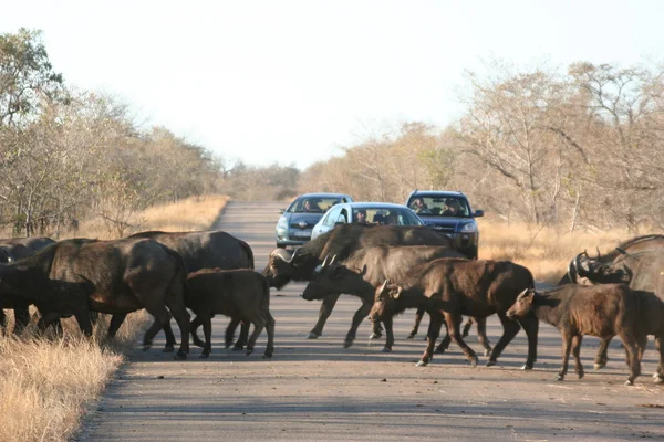 Búfalo sul-africano — Fotografia de Stock