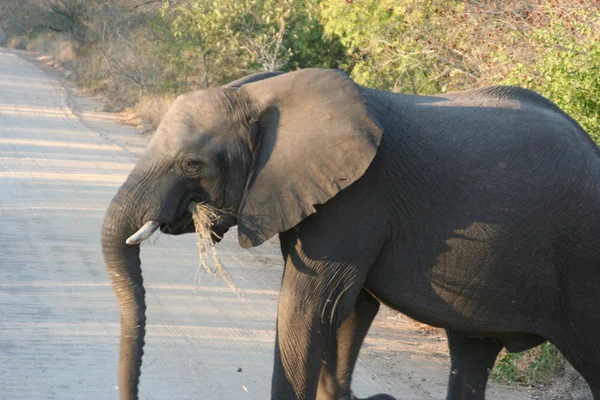 Güney Afrika filleri — Stok fotoğraf