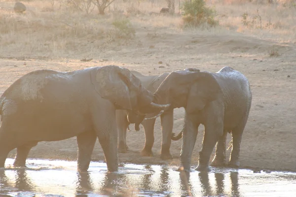 Éléphants d'Afrique du Sud — Photo