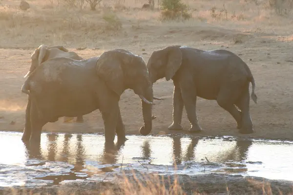 South African elephants — Stock Photo, Image