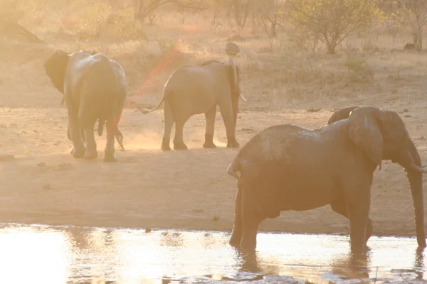 Güney Afrika filleri — Stok fotoğraf