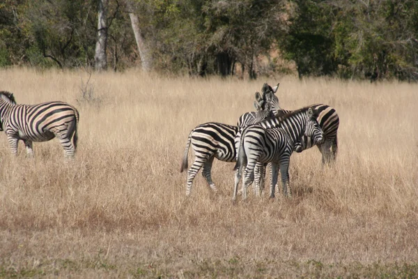 Südafrika — Stockfoto