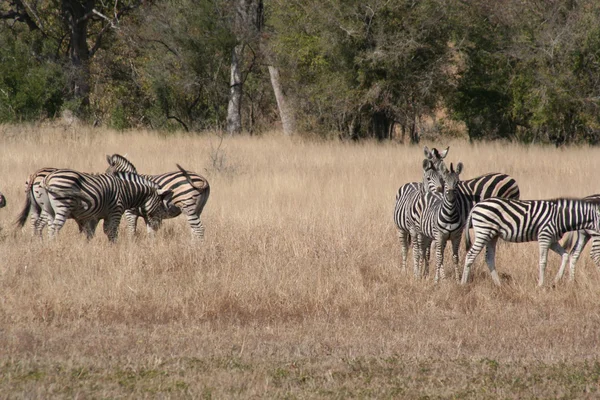 Zebra sudafricana — Foto Stock