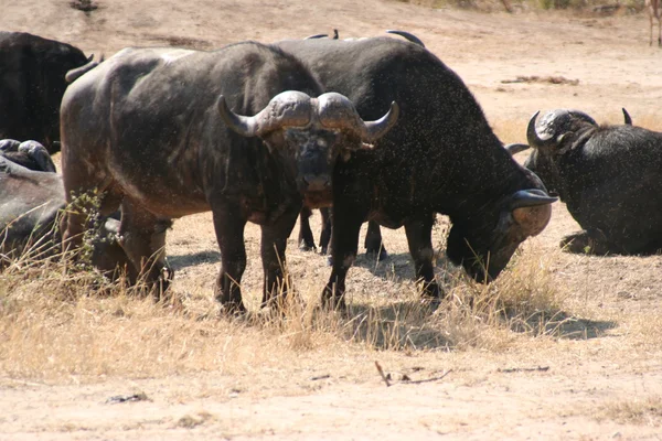 Búfalo sul-africano — Fotografia de Stock