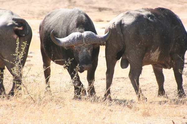 South African buffalo — Stok fotoğraf