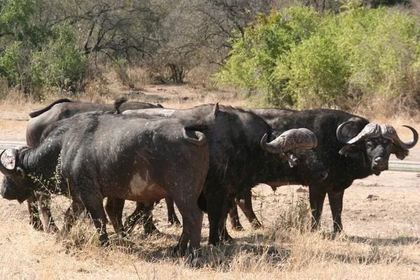 Búfalo sudafricano — Foto de Stock