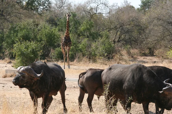 Búfalo sudafricano — Foto de Stock