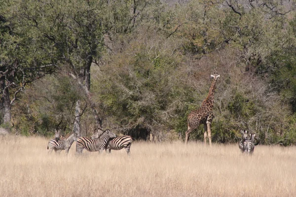 Zuid-Afrika — Stockfoto