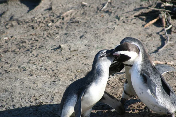 Zuid-Afrika pinguïns — Stockfoto